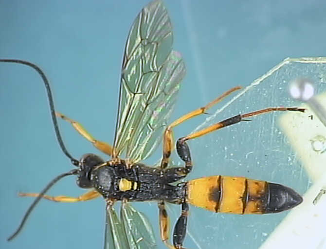 Ichneumonidae 10